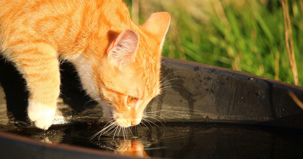 Banho em gato
