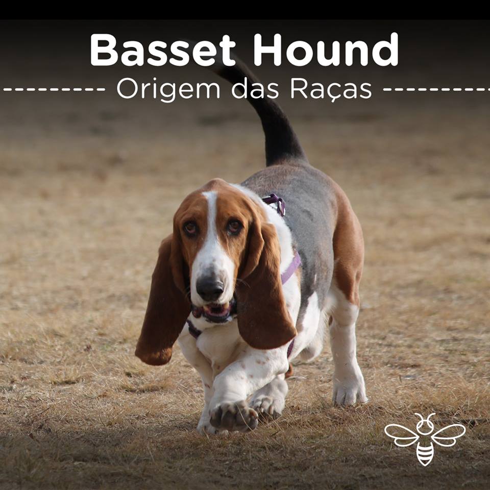 Basset Hound