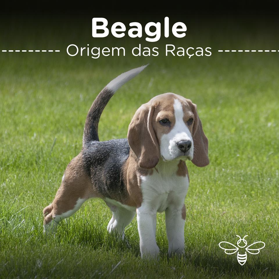 beagle