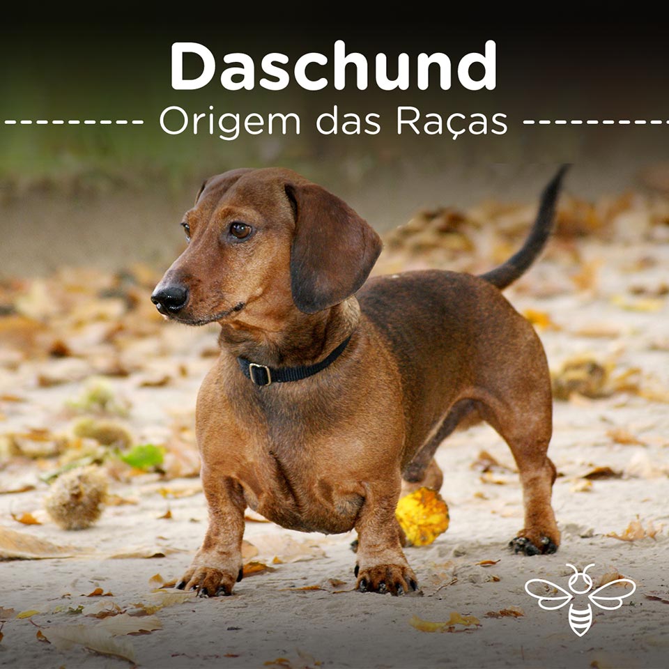 Dachshund