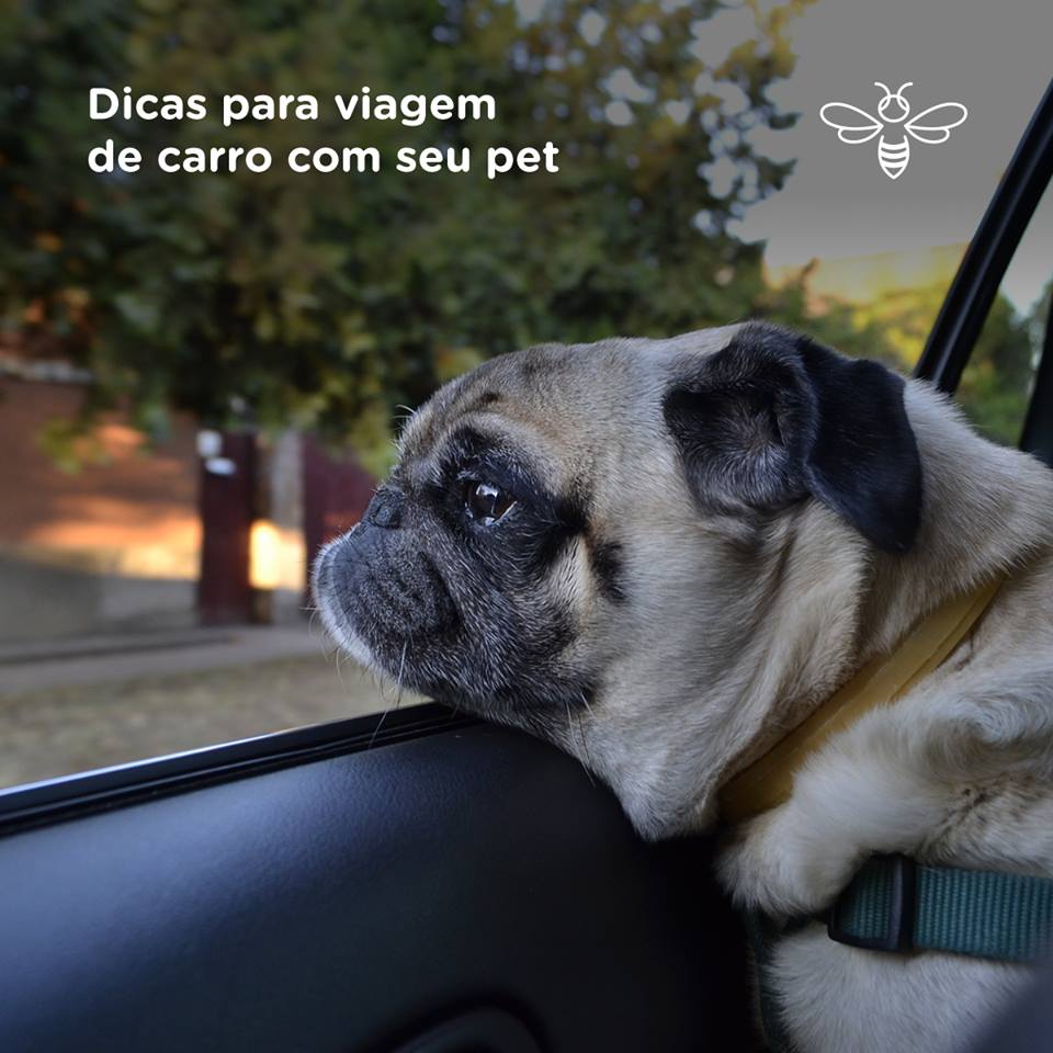 Dicas para viagem de carro com seu cachorro