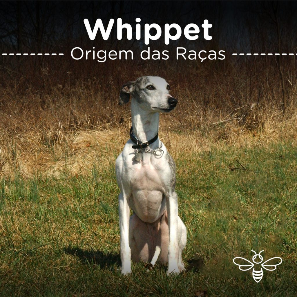 Whippet