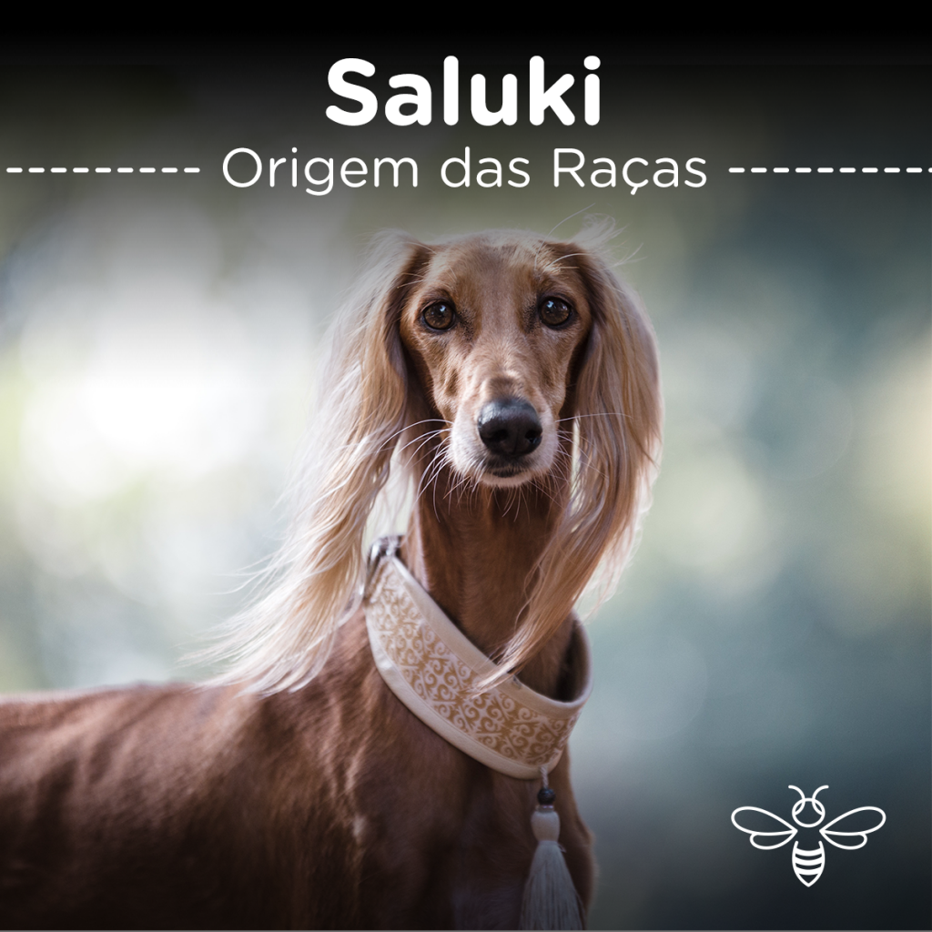 Saluki