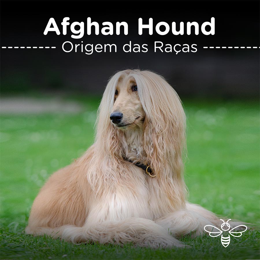 afghan hound