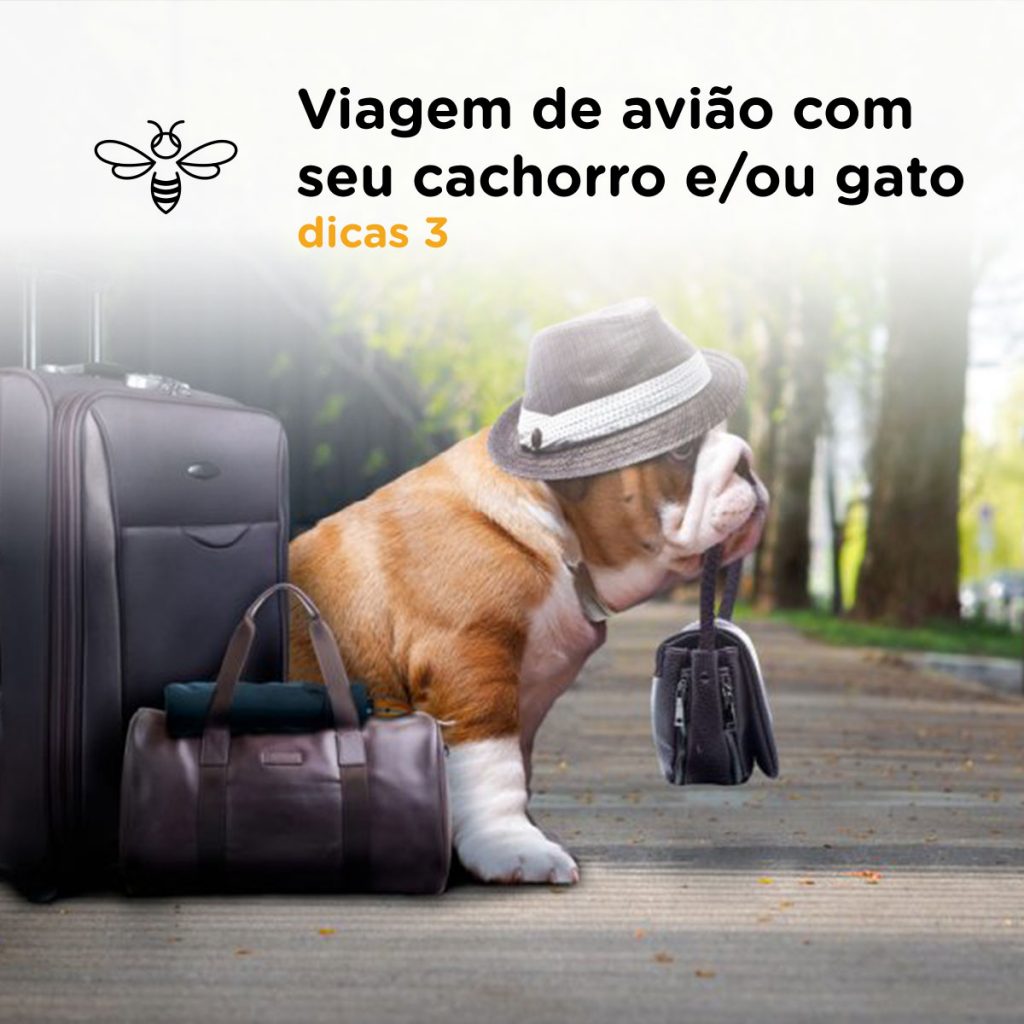 Viagem de avião com seu cachorro e/ou gato | Dica 3