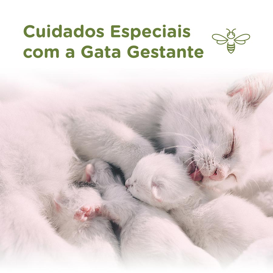 Cuidados especiais com a gata gestante