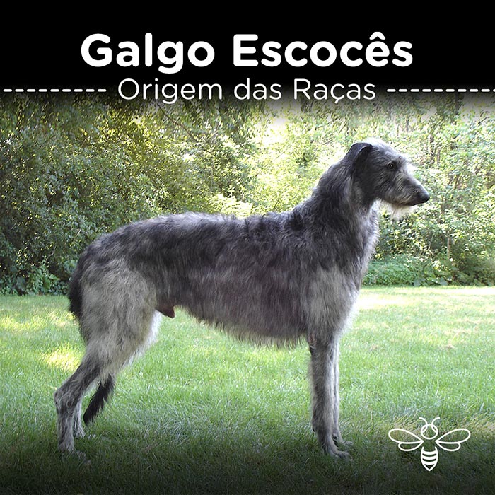 Galgo Escocês