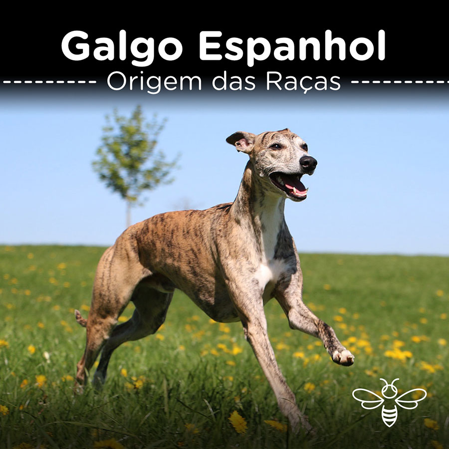 Galgo espanhol