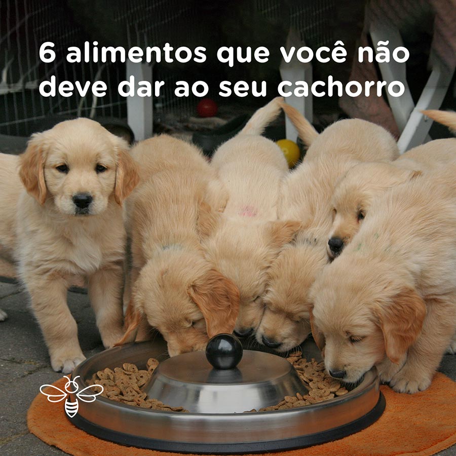 6 alimentos que você não deve dar ao seu cachorro