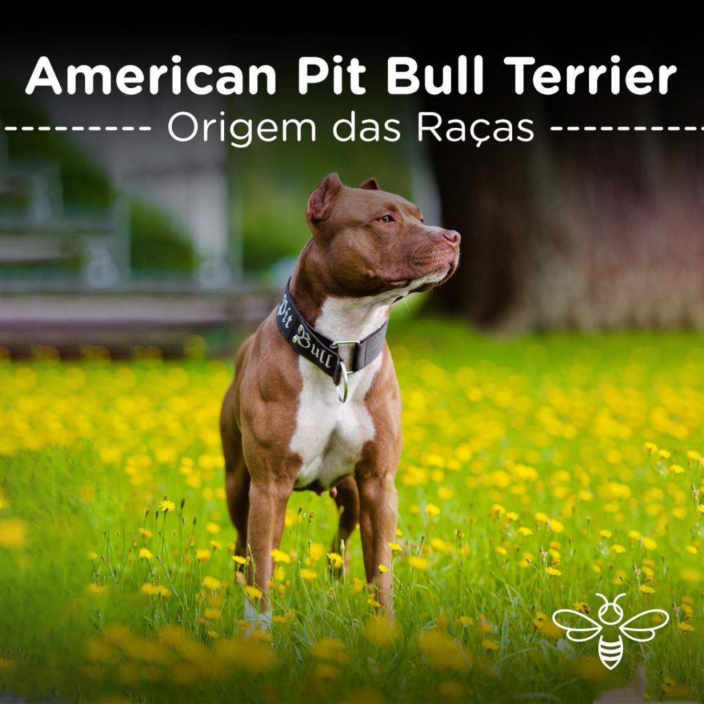 American Pit Bull Terrier