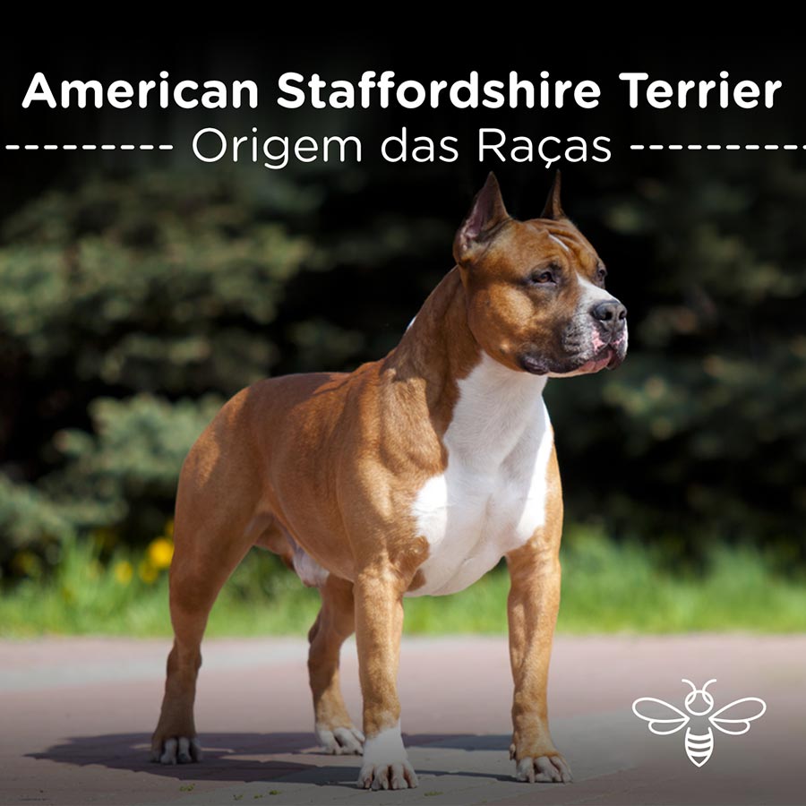 American Staffordshire Terrier
