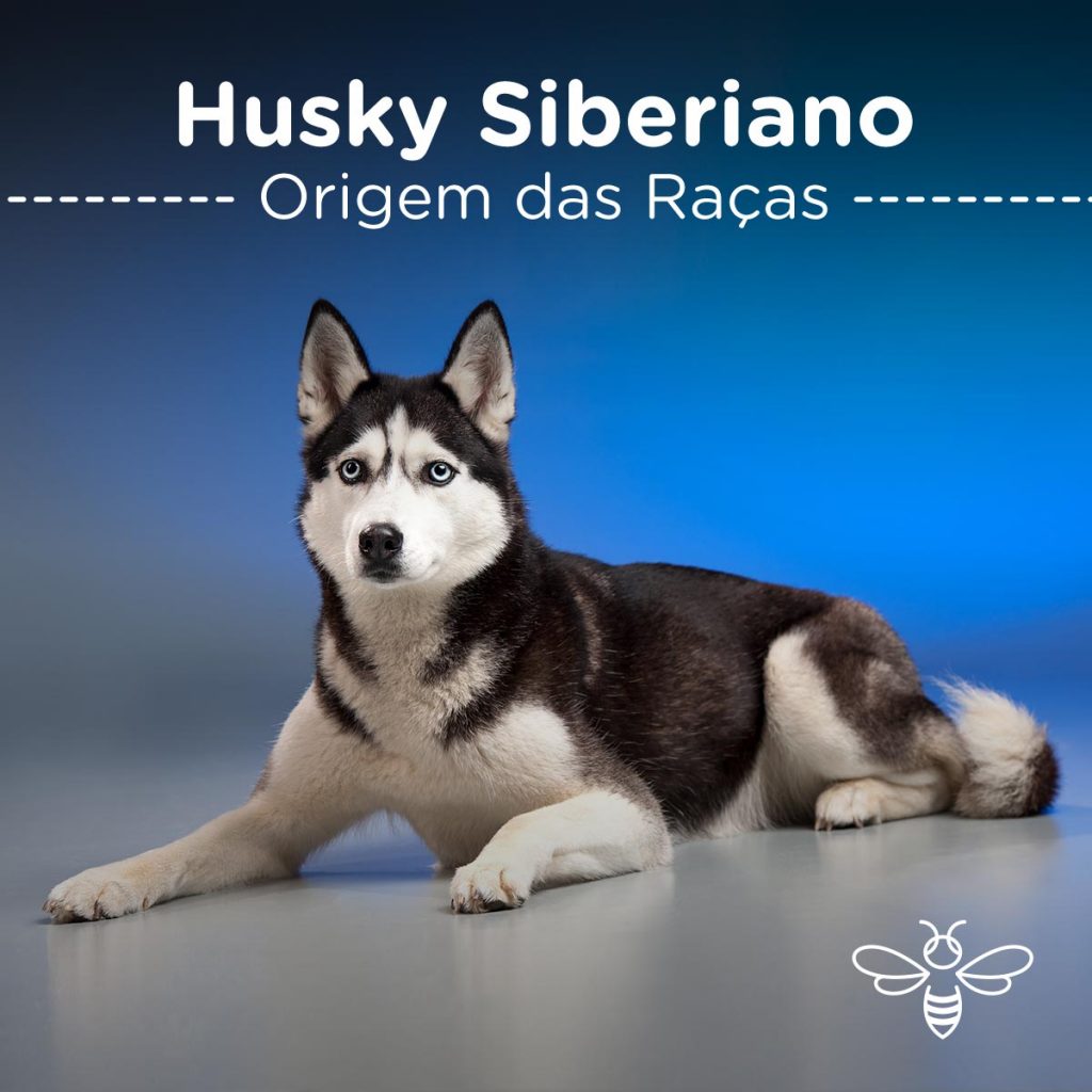 Husky Siberiano