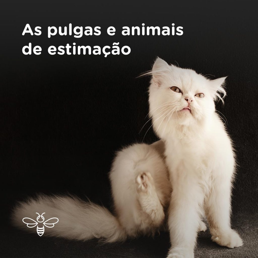 As pulgas e animais de estimação