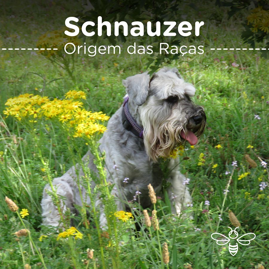 schnauzer