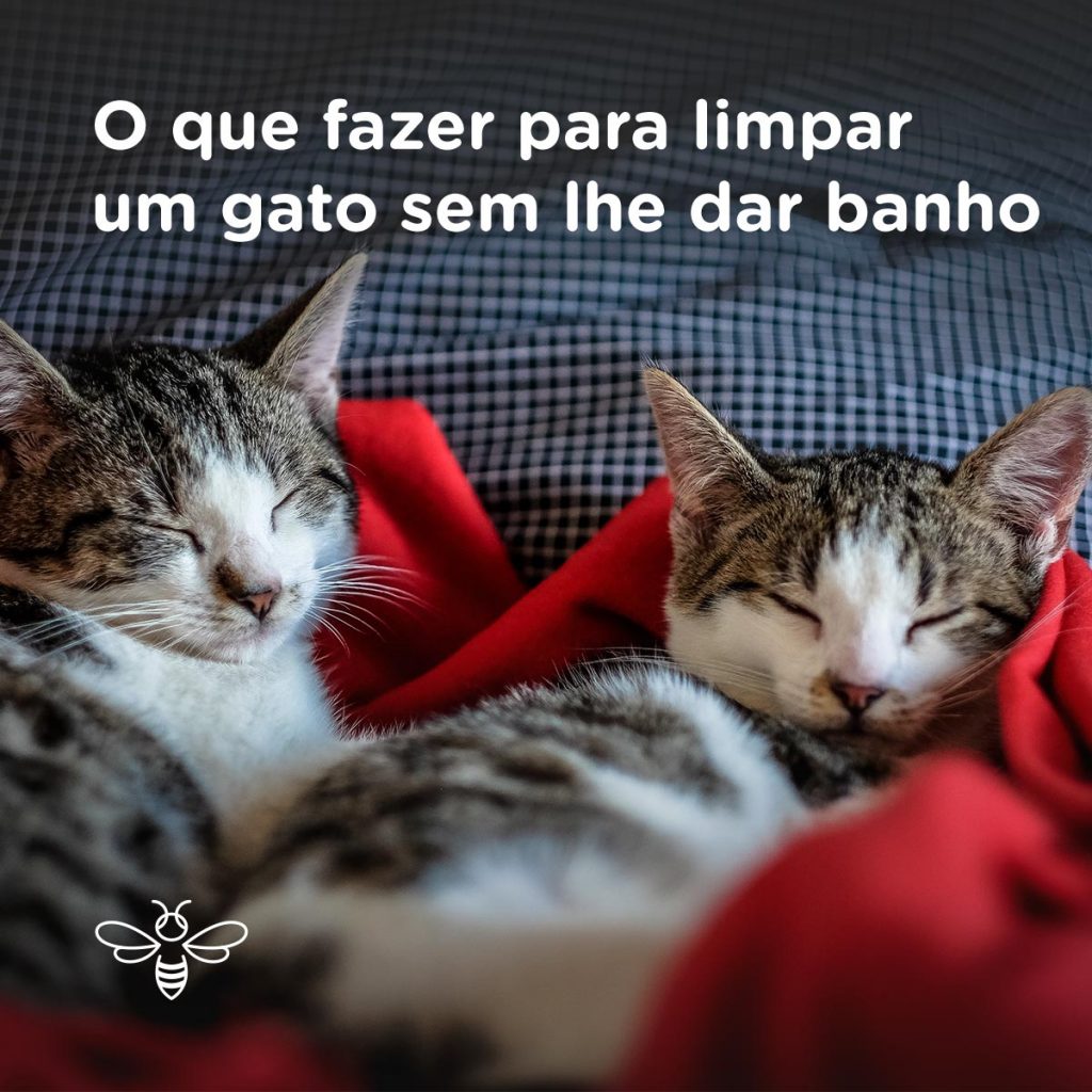 limpar gato