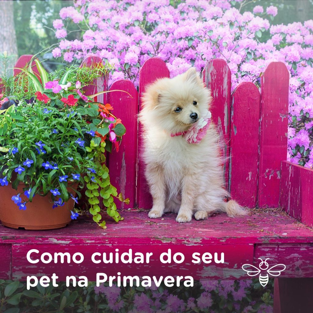 Como cuidar do seu pet na Primavera