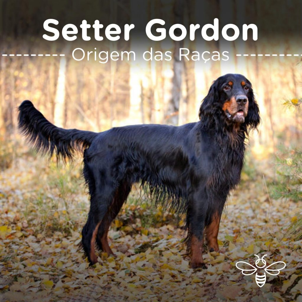 setter gordon