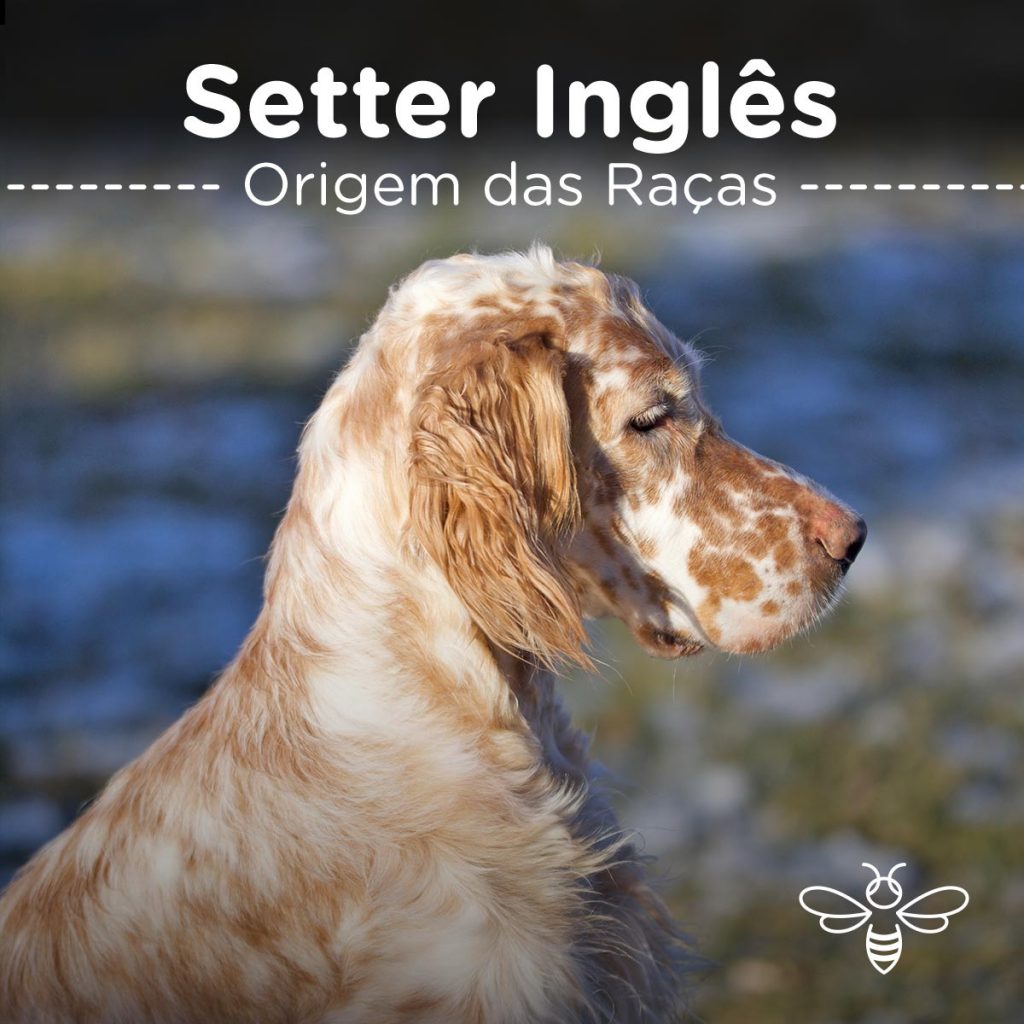 Setter Inglês