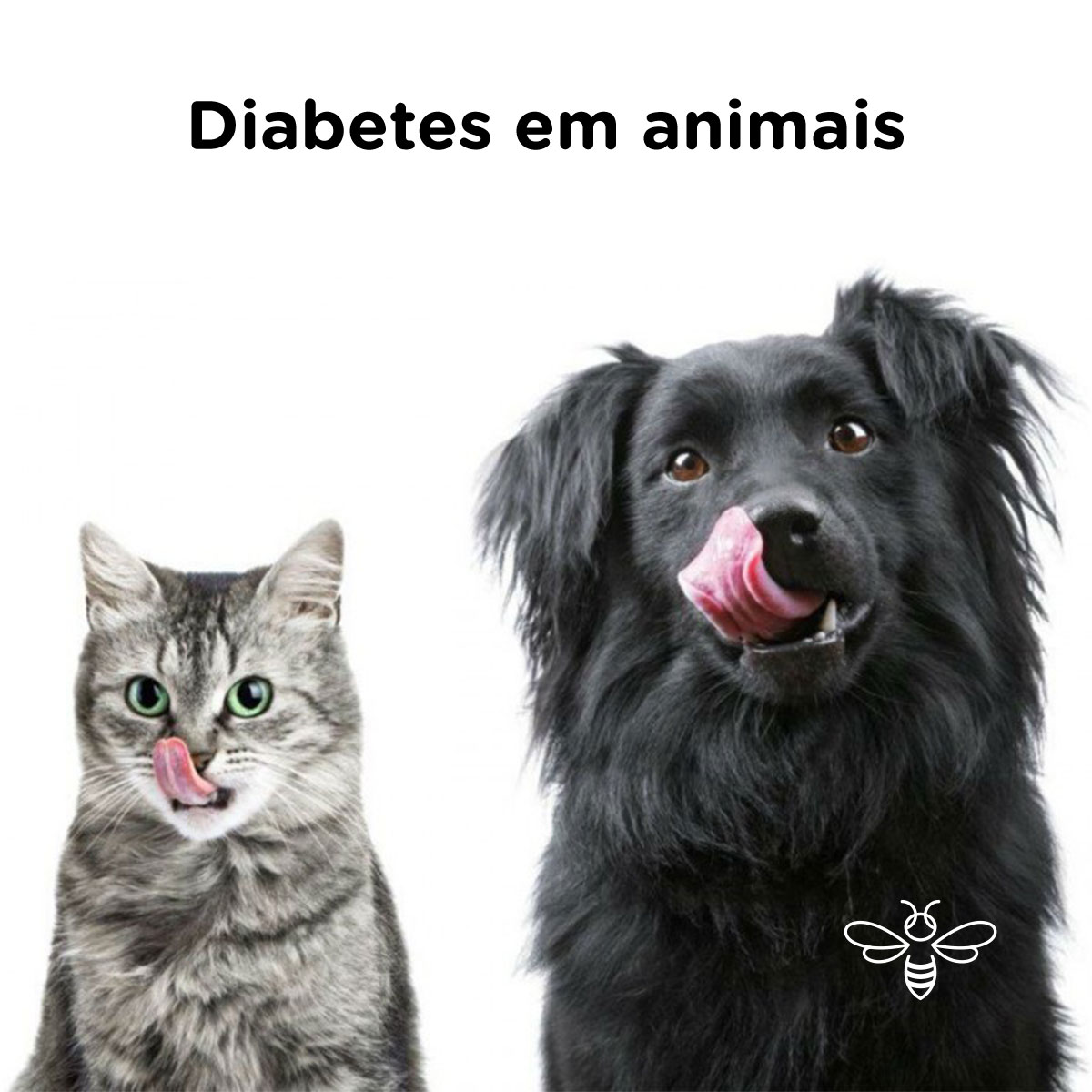 diabete em animais