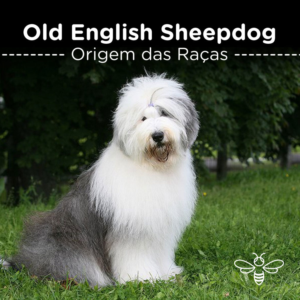 sheepdog