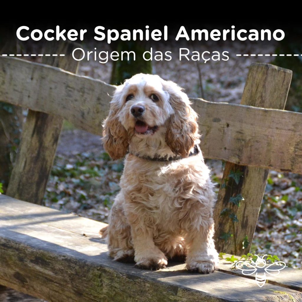 Cocker Spaniel American