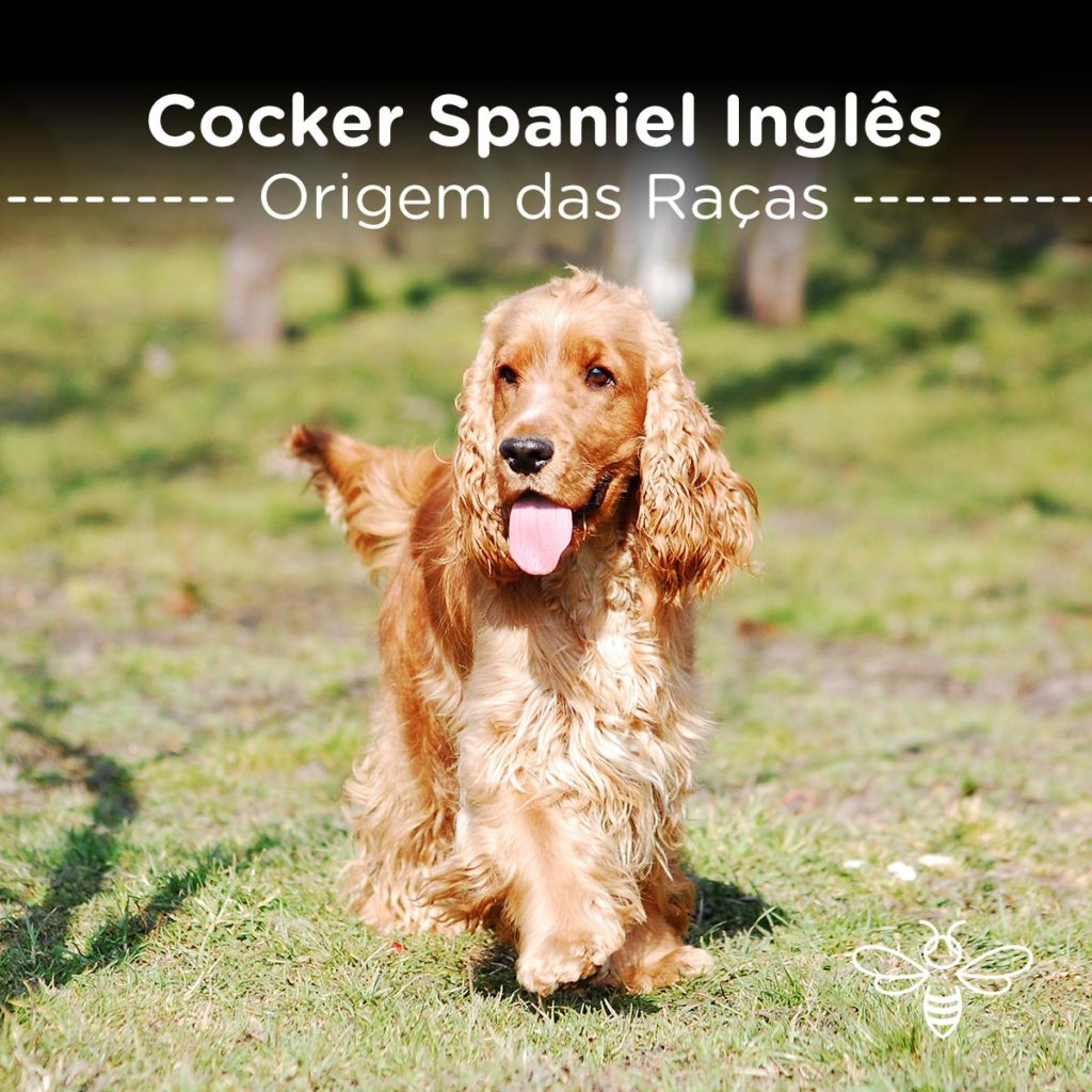 Cocker Spaniel Inglês