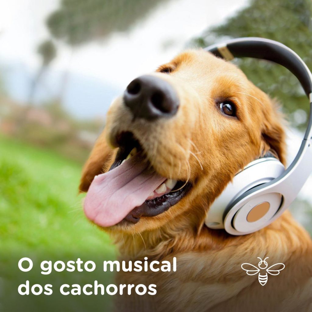 o gosto musical dos cachorros