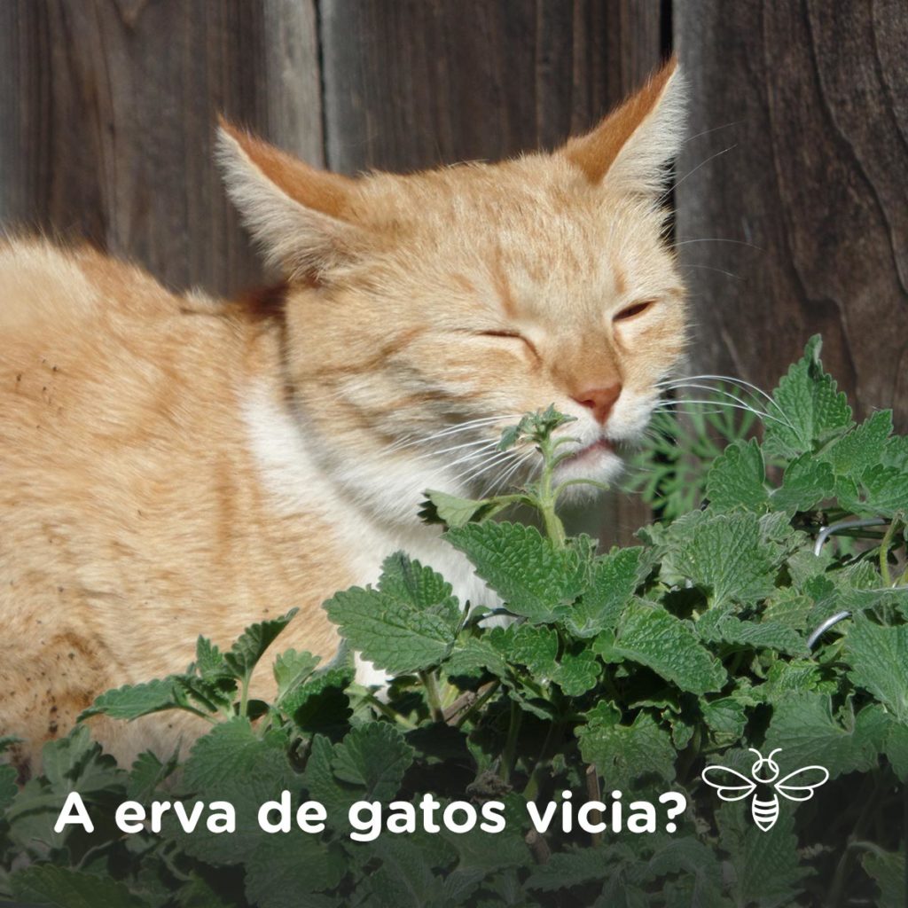 A erva de gatos vicia