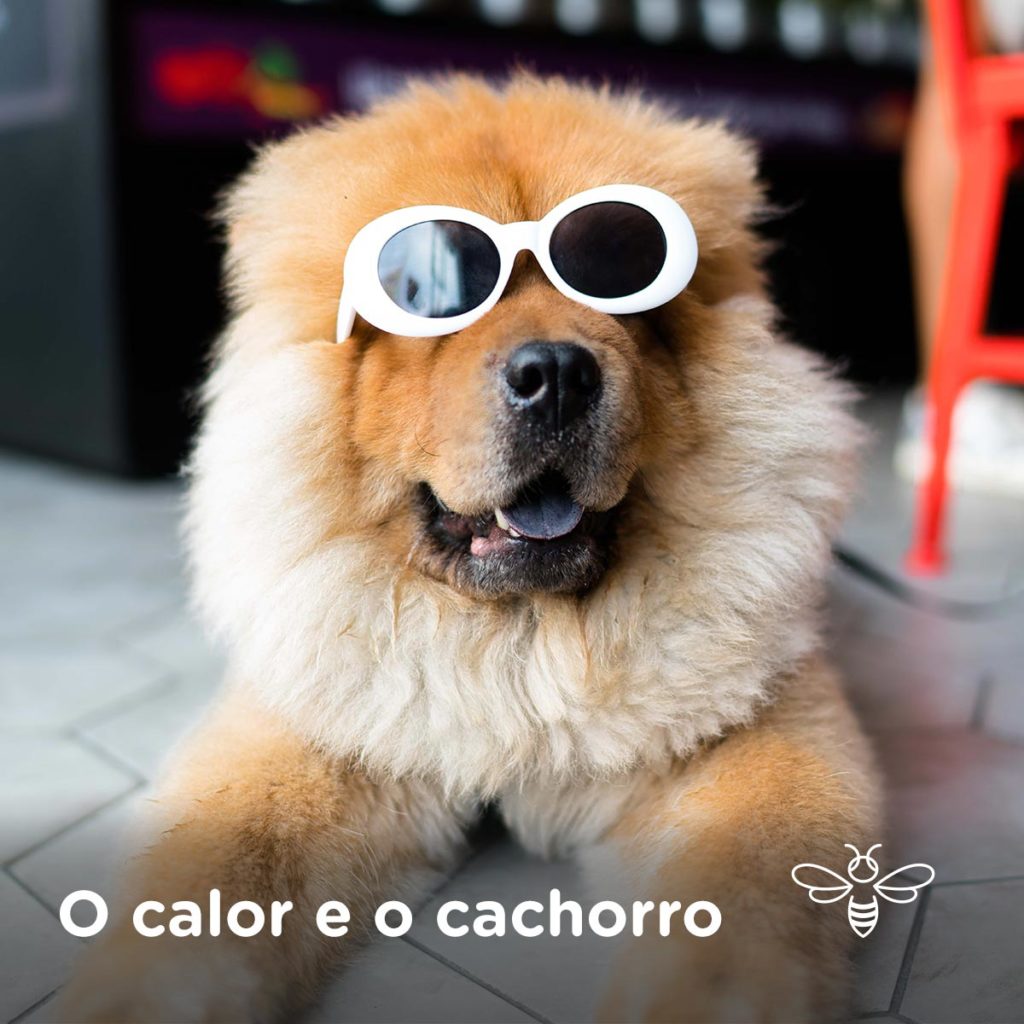 O calor e o cachorro