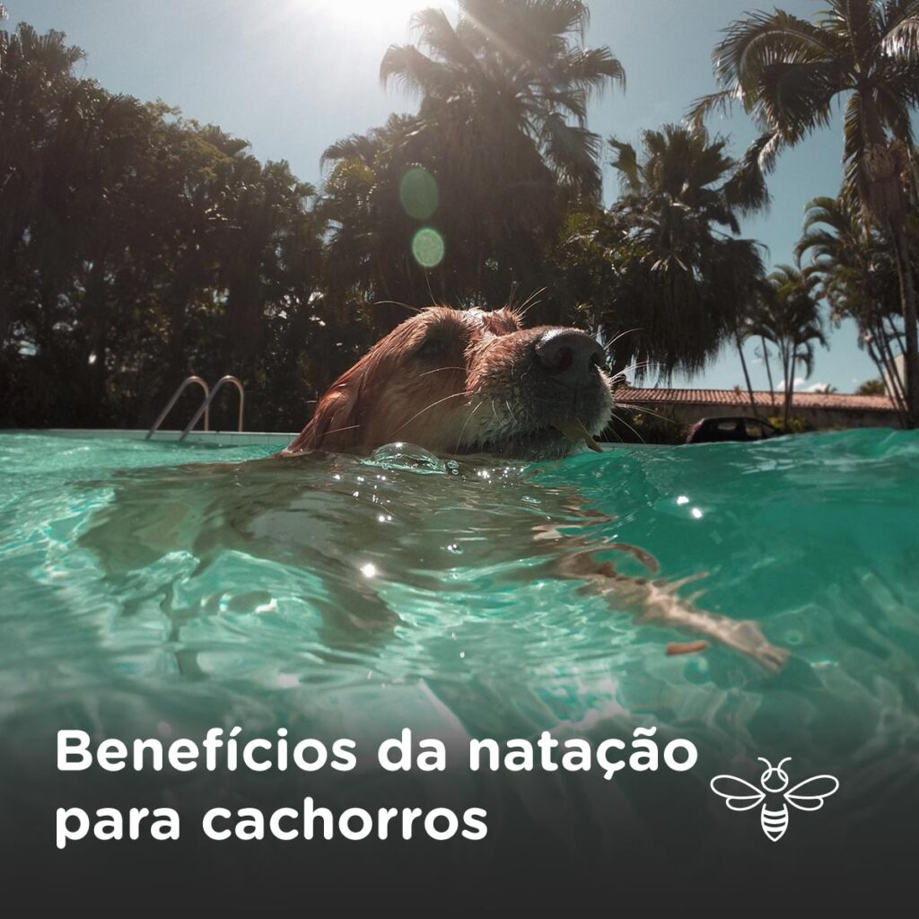 Benefícios da natação para cachorros