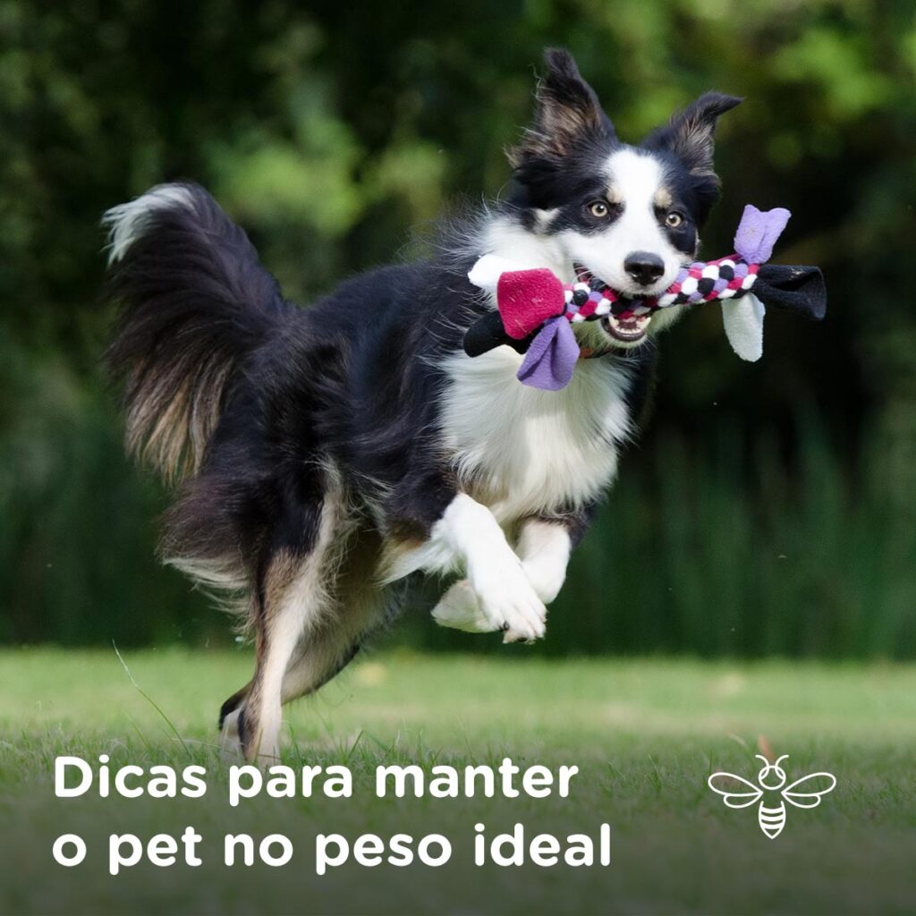 Dicas para manter o pet no peso ideal