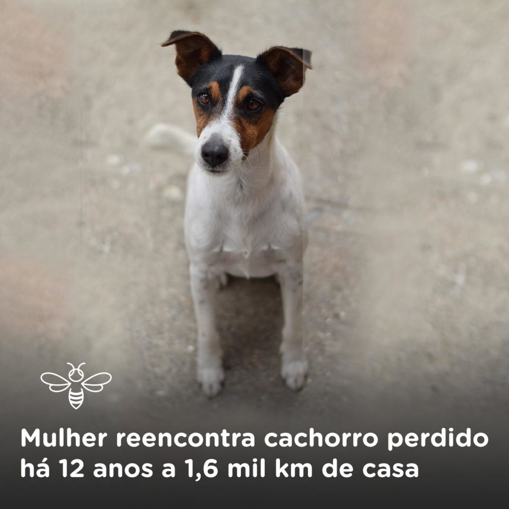 Mulher reencontra cachorro perdido