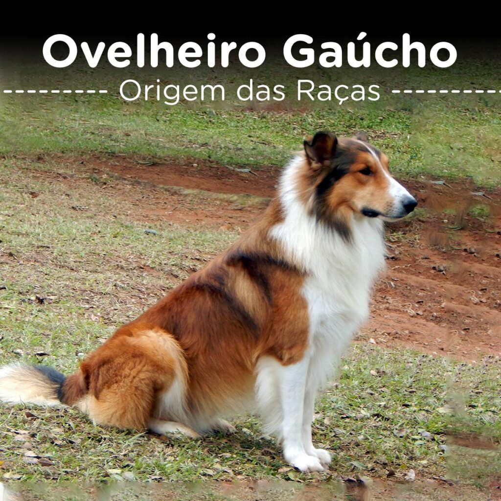 Ovelheiro Gaucho