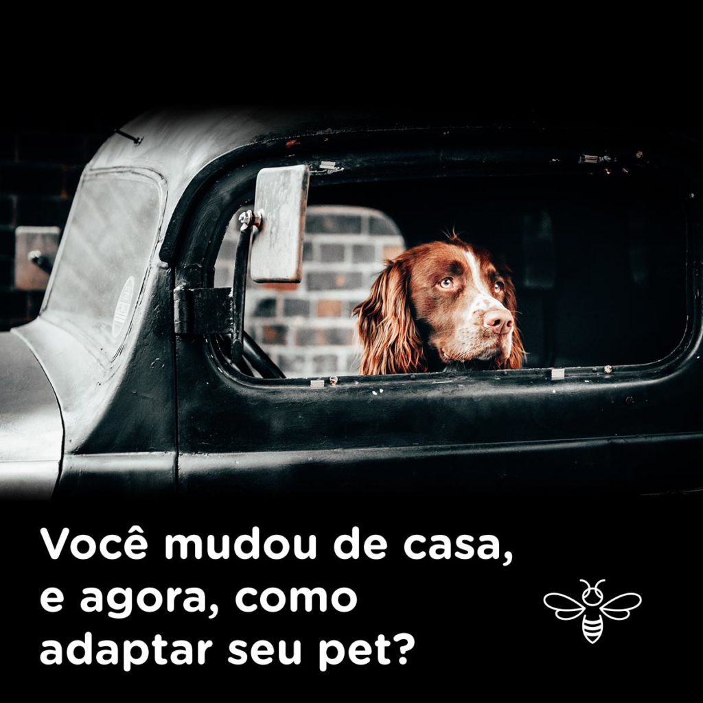 como adaptar seu pet