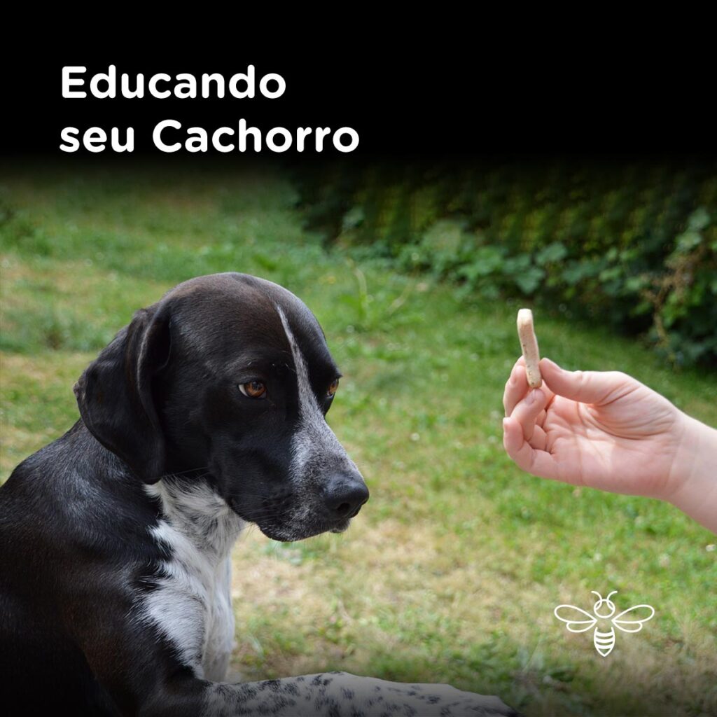 Educando o cachorro