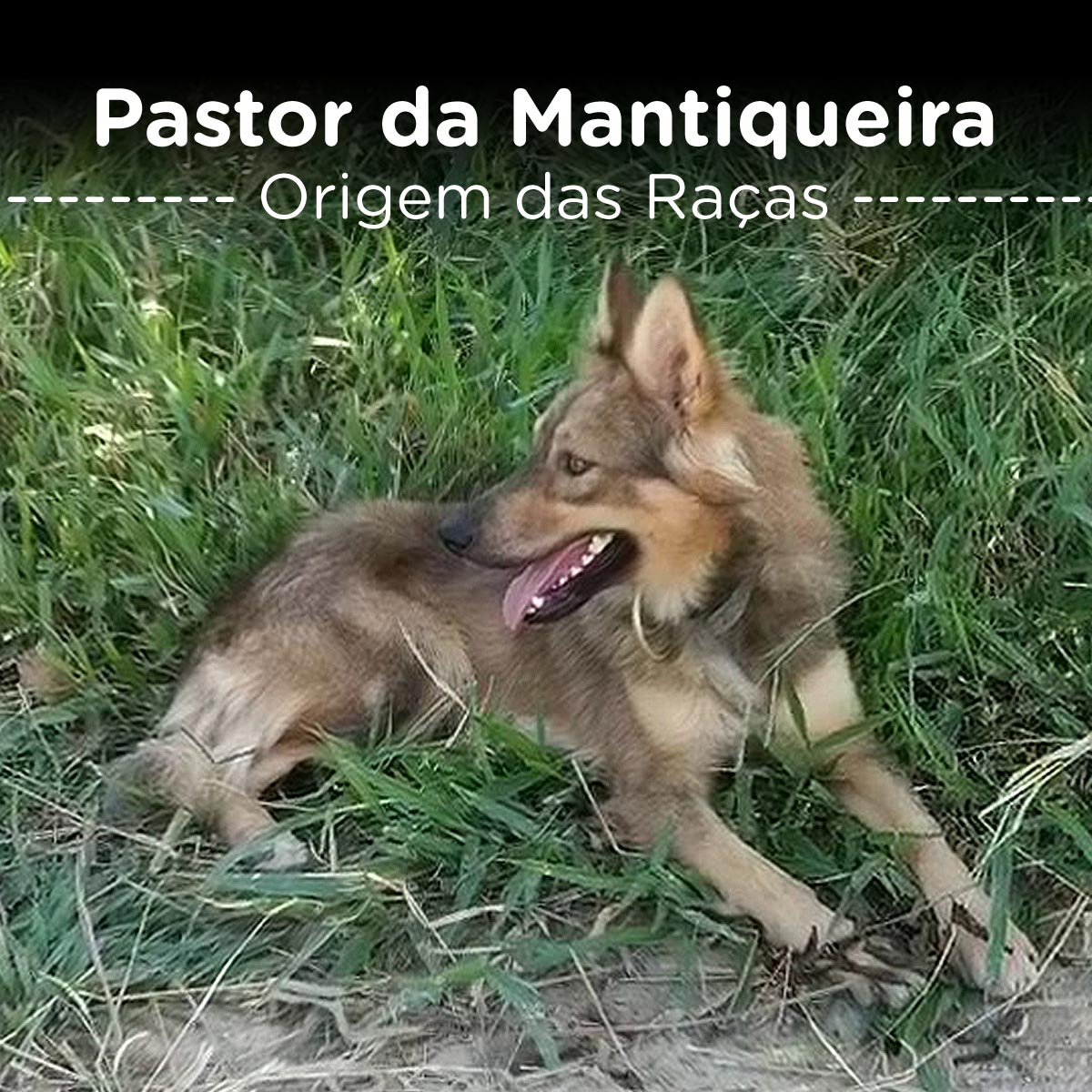Pastor da Mantiqueira