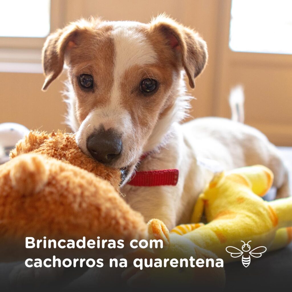 Brincadeiras com cachorros na quarentena