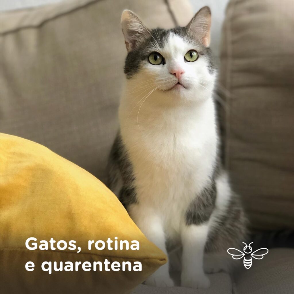 Gatos rotina e quarentena