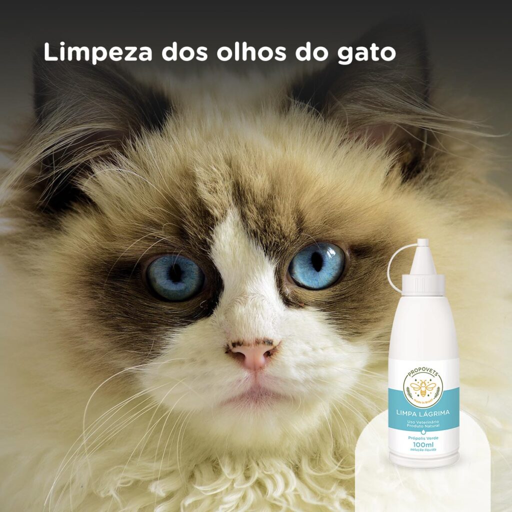 Limpeza dos olhos do gato