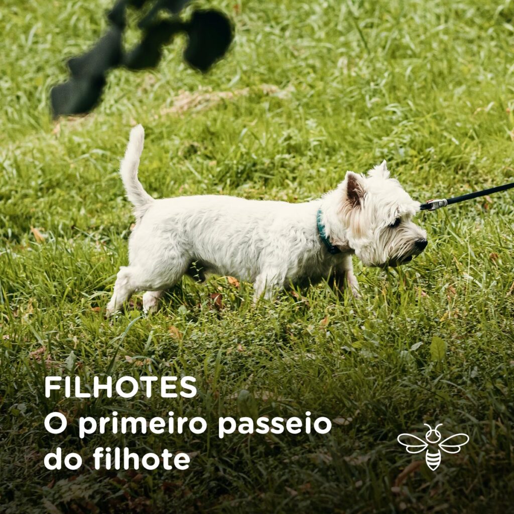 FILHOTES O primeiro passeio do filhote