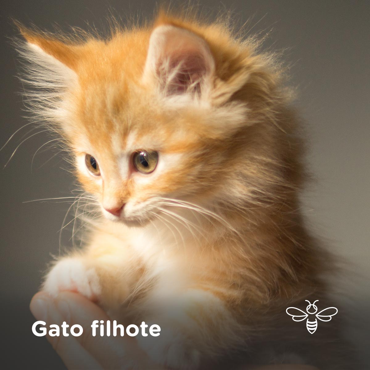 Gato filhote