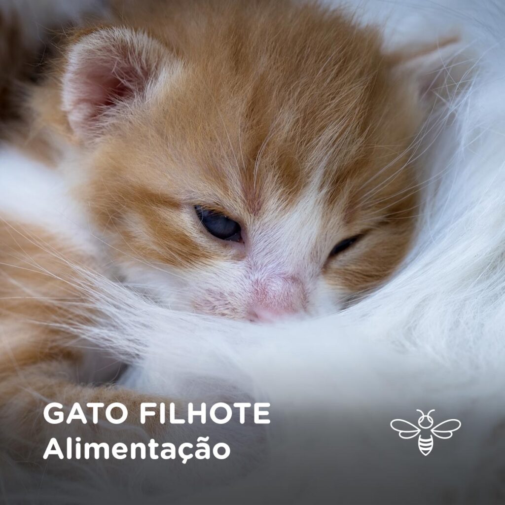 Gatos Filhotes Alimentação