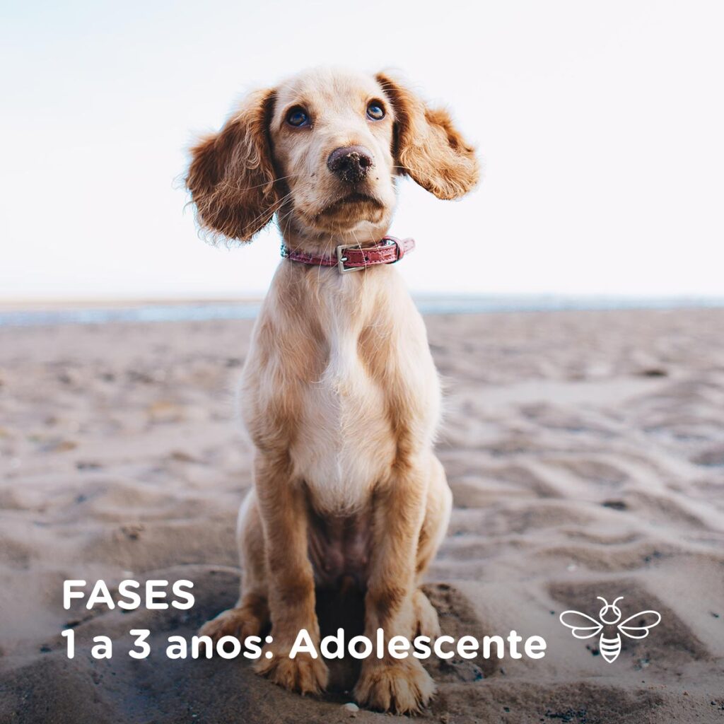 Fases - 1 a 3 anos Adolescente