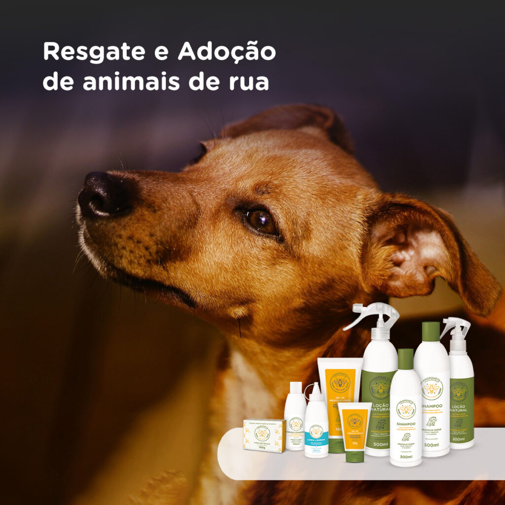 Resgate e Adoção de animais de rua