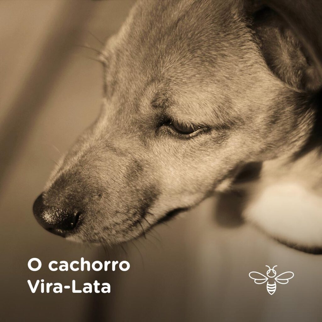 O cachorro Vira-Lata