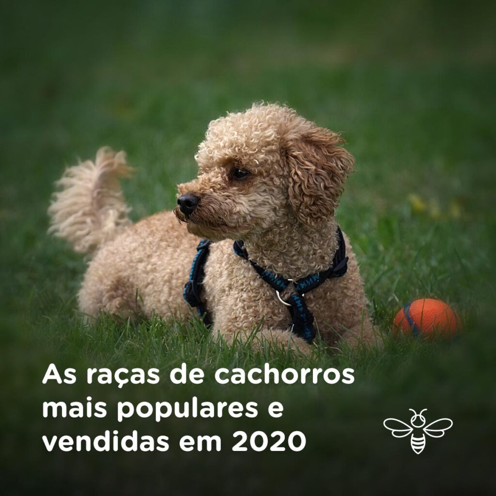 As raças de cachorros mais populares e vendidas em 2020