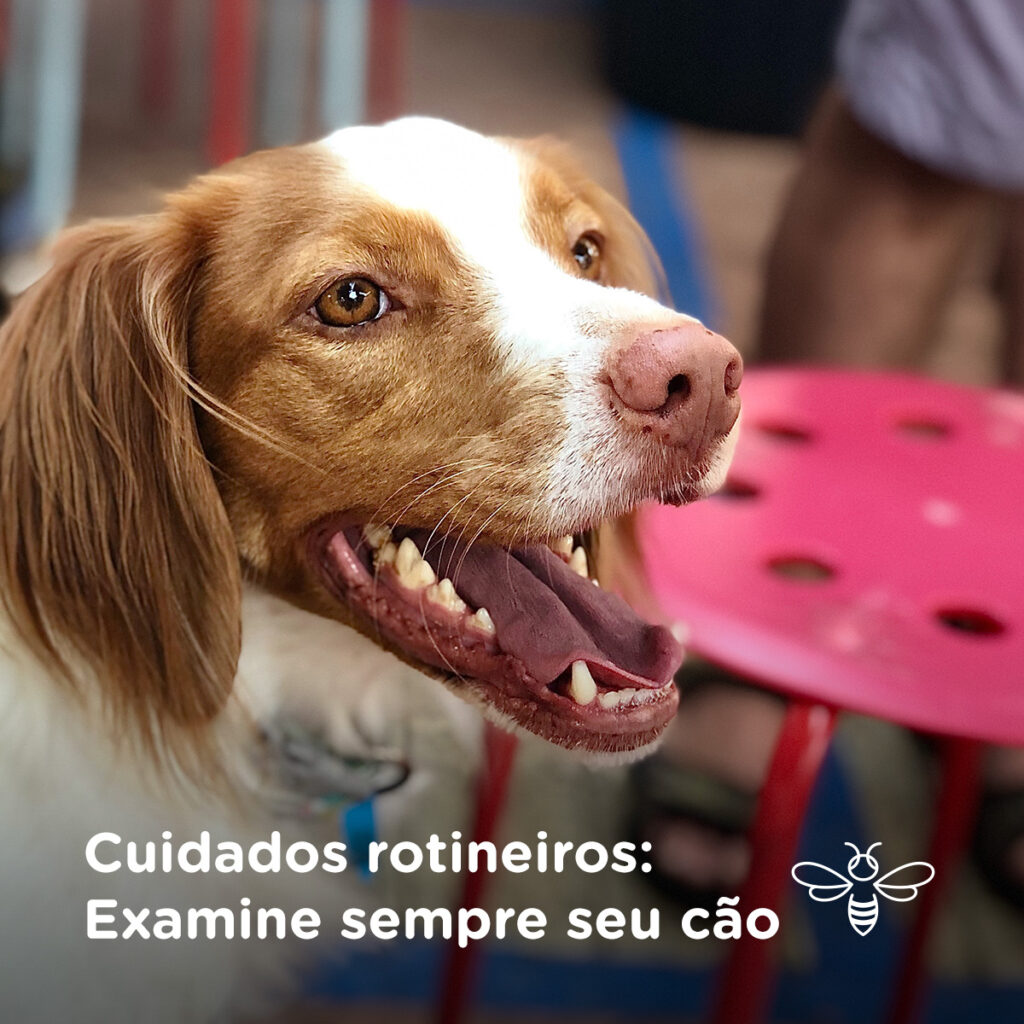Cuidados rotineiros examine sempre seu cão