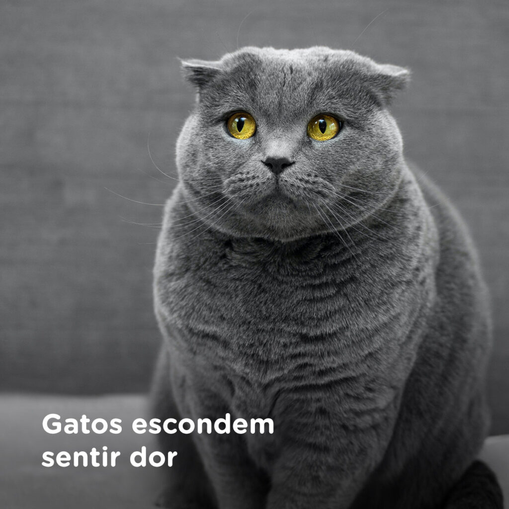 Gatos escondem sentir dor