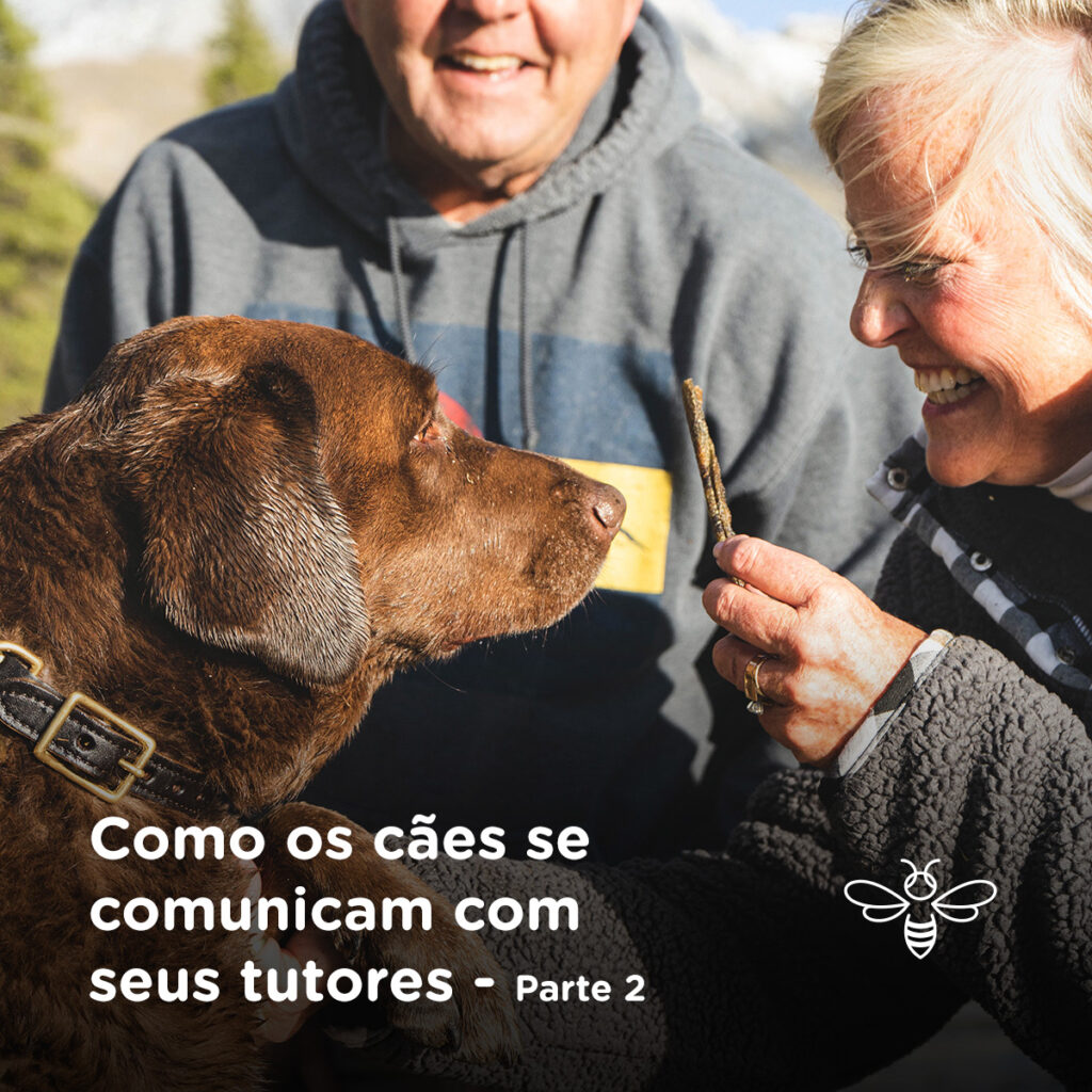 Como os cães se comunicam com seus tutores - parte 2