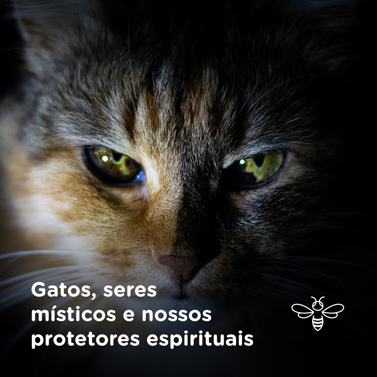 Gatos, seres místicos e nossos protetores espirituais